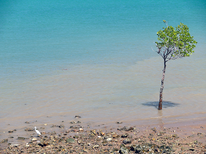 Mangrove Tree