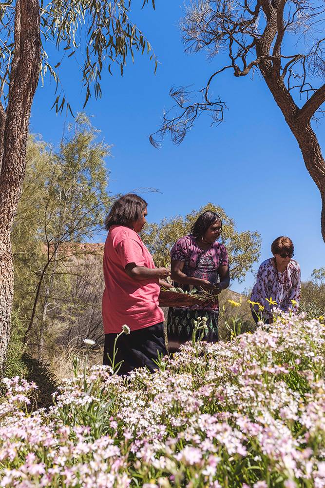 Harvesting bush foods in Alice Springs