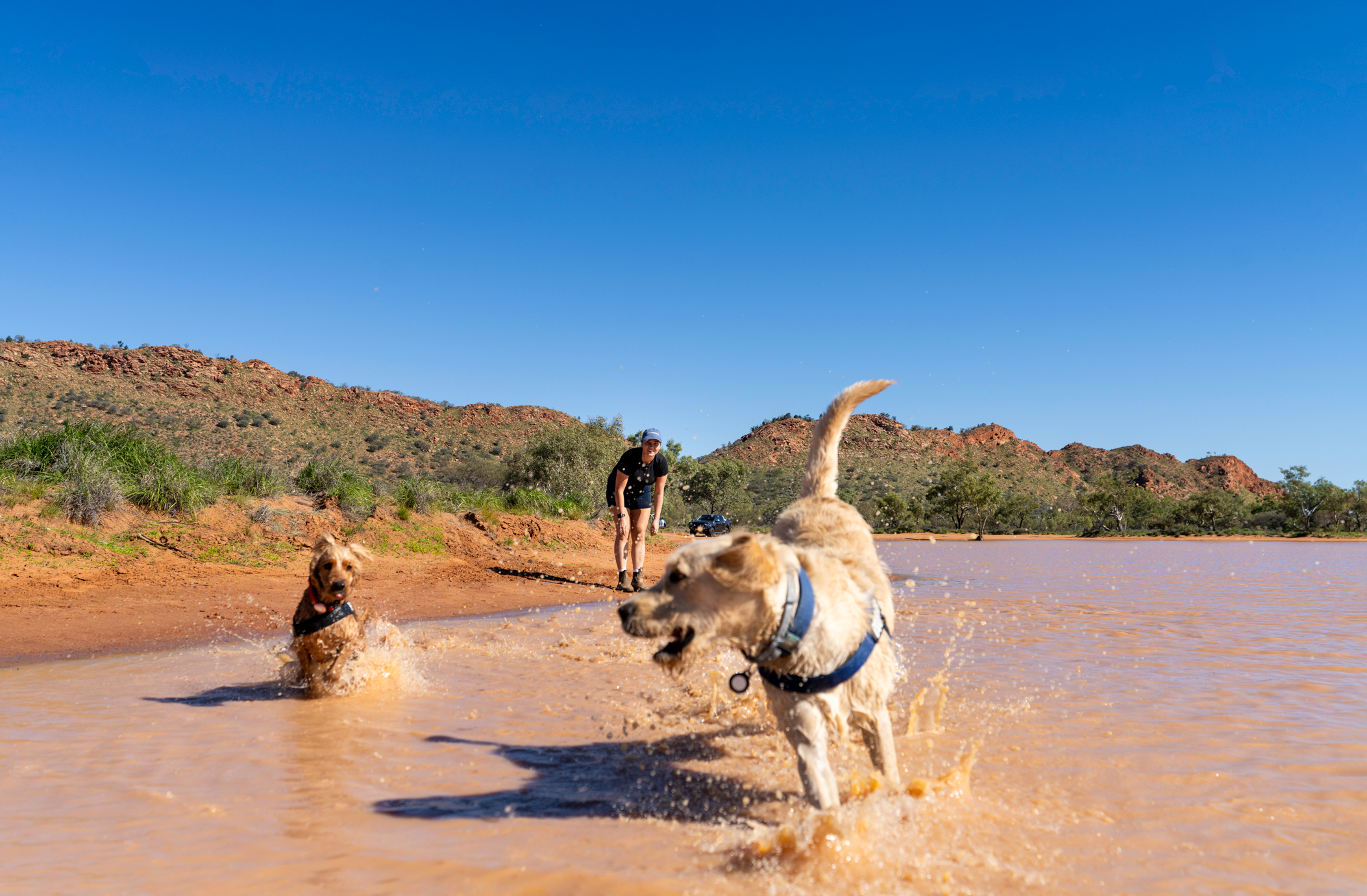 Dogs playing in water at Claypans in Alice Springs Northern Territory