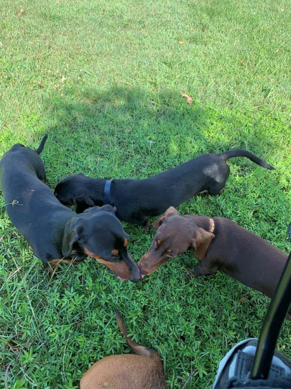 Three Dachshund dogs at dog park n Darwin NT