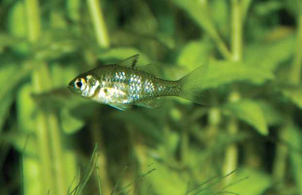 Small fish swimming in a green underwater environment with plants.