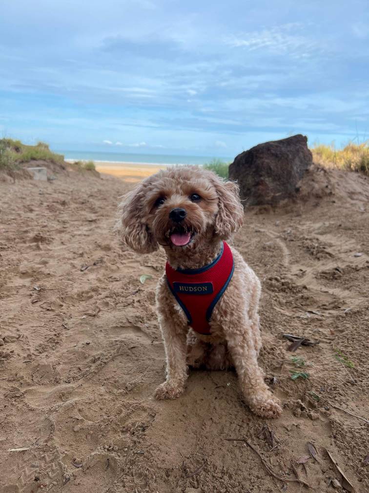 Dog at Lee Point Beach in Darwin Northern Territory