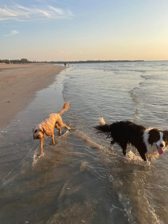 Two dogs playing in the water at Casuarina Beach in Darwin NT