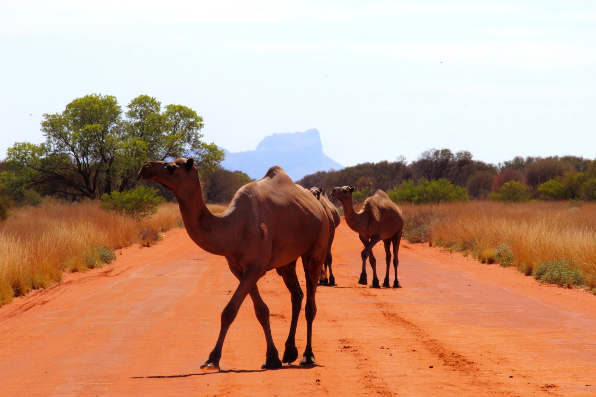 Camels in the Alice Springs Outback
