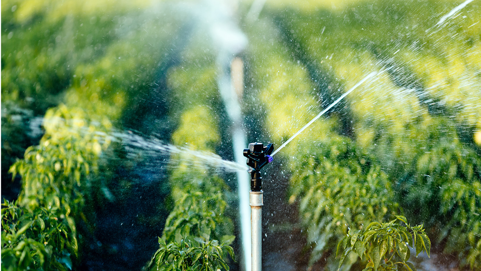 Sprinkler on farm produce