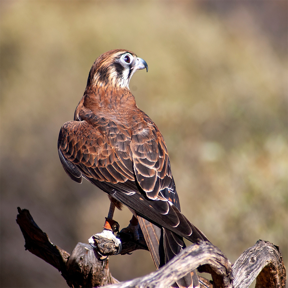 Title Alice Springs Desert Park Shutterstock image