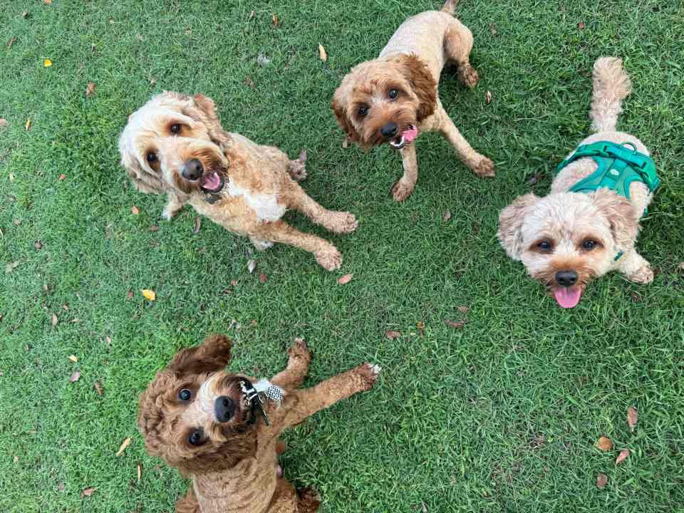 Four cavoodle dogs at the dog park in Darwin NT