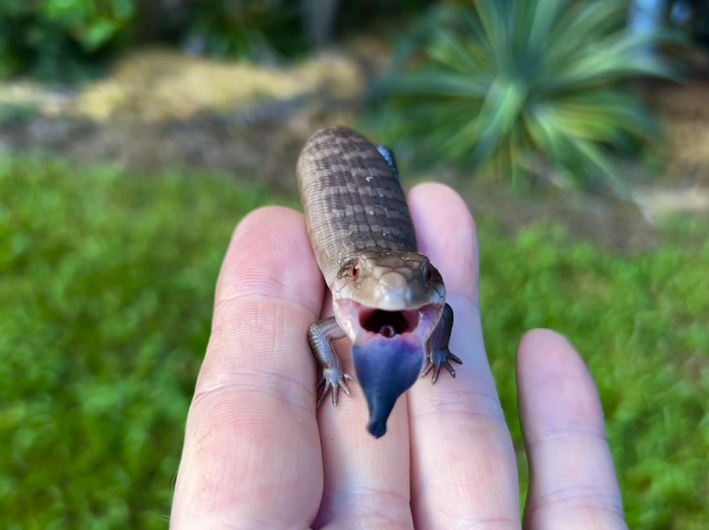 Blue tongue lizard from Reptile Territory in Darwin NT