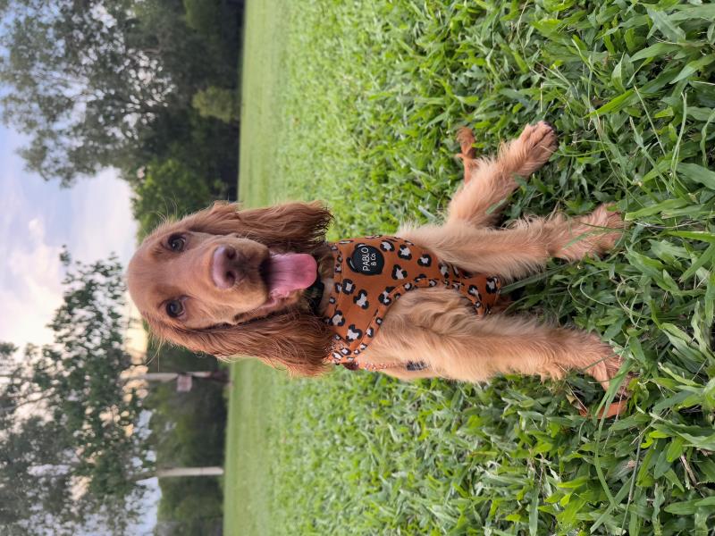 Cocker Spanial in funky harness at Lakeside Drive dog park in Darwin Northern Territory