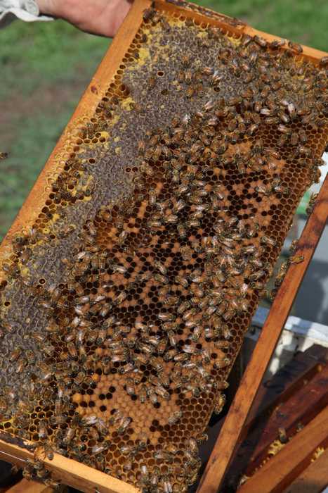 A beekeeper holding a honeycomb frame covered with bees.