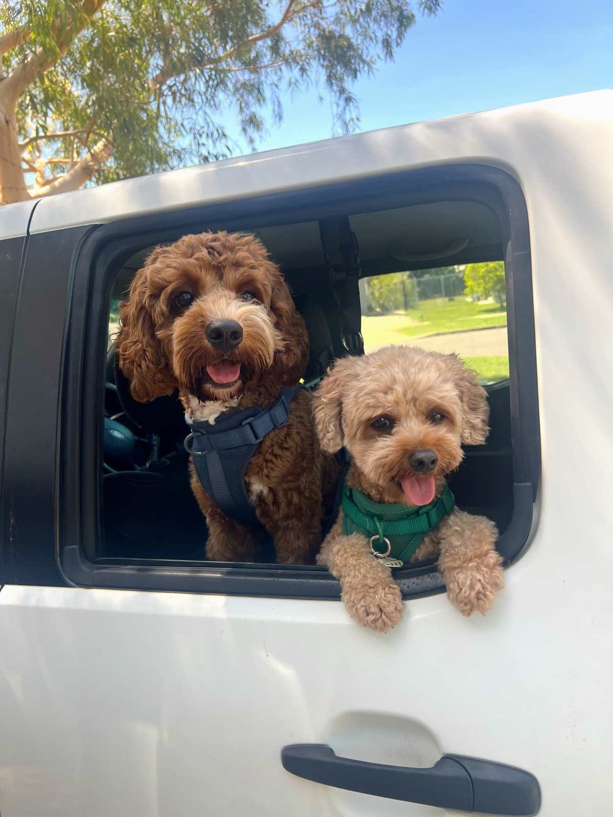 Two cavoodle dogs hanging out car window in Darwin Northern Territory