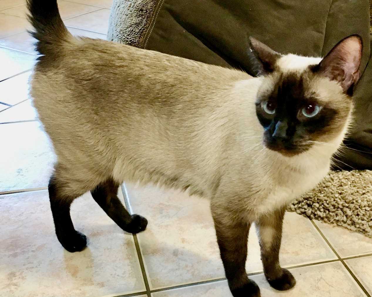 Black and white cat in house in Northern Territory