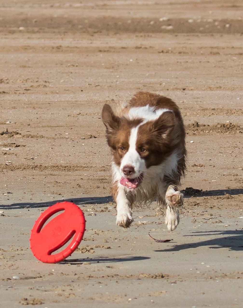 Border collie dog chasing frisbee at Lee Point beach in Darwin, Northern Territory 