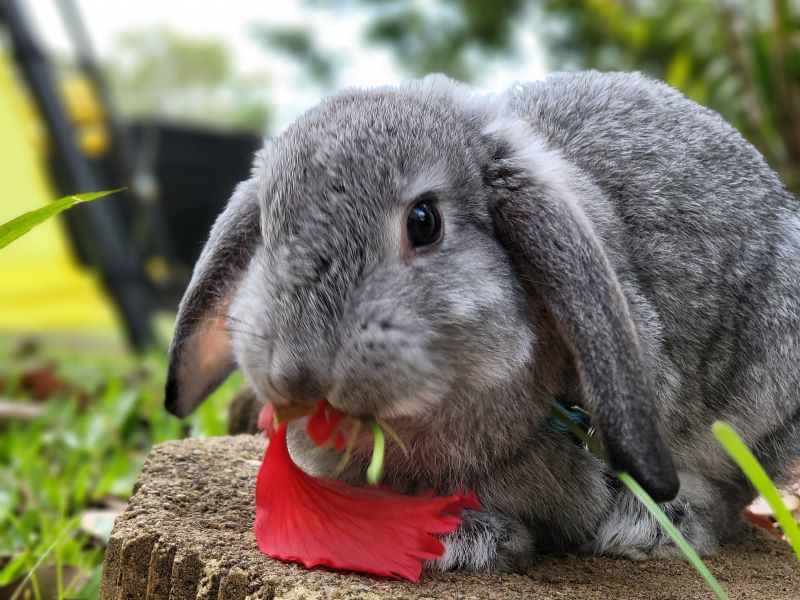 Grey bunny sitting outside in Darwin NT