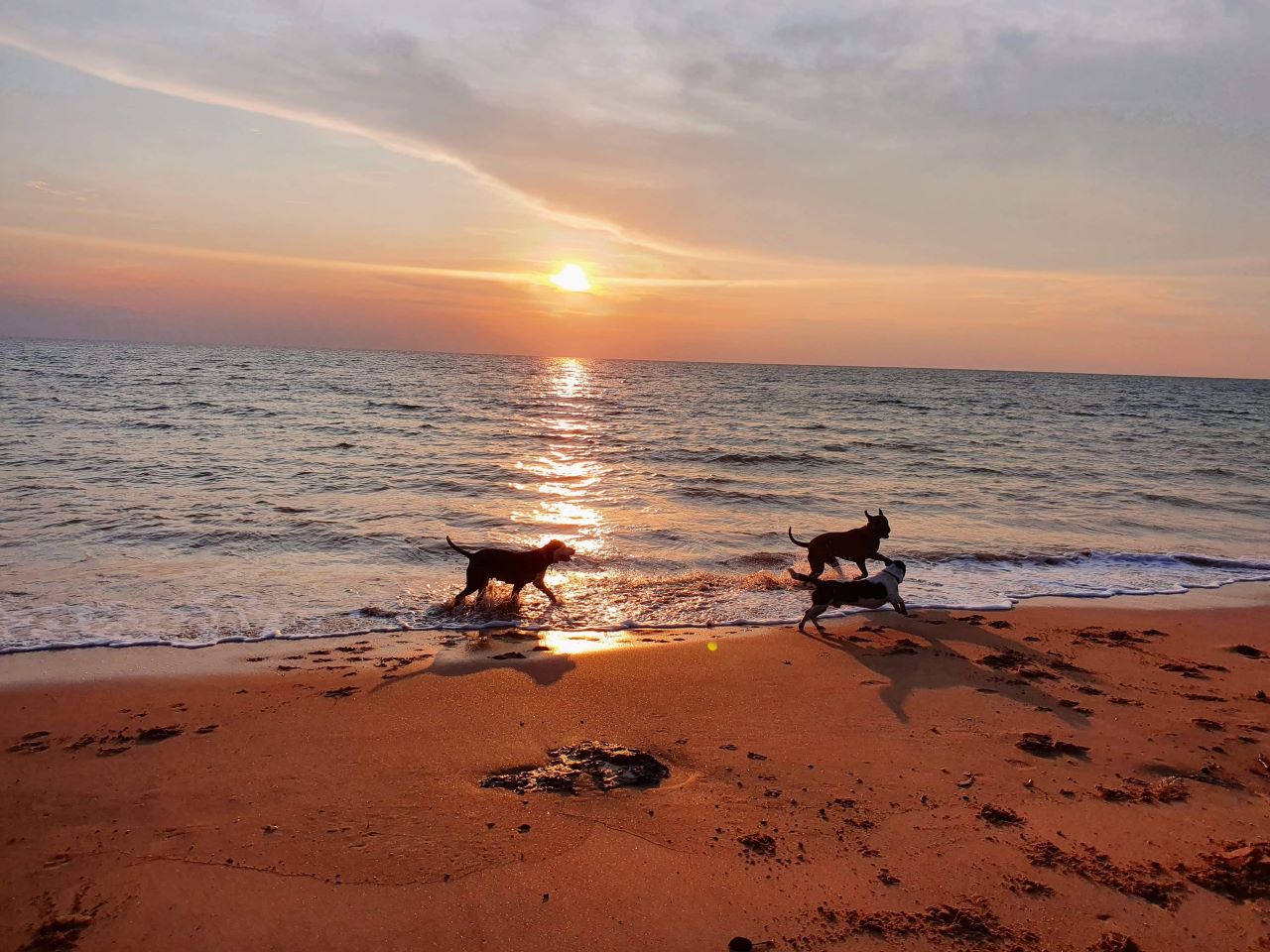 Three dogs running across the beach in Darwin NT at sunset