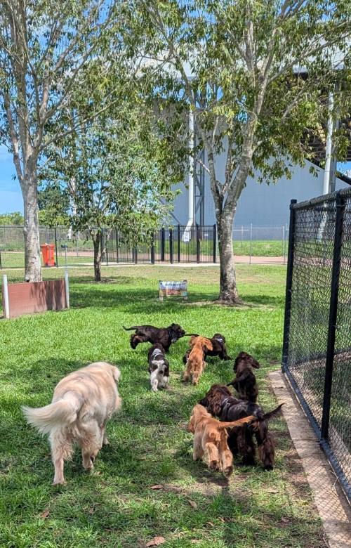 Dogs playing at dog park in Marlow's Lagoon, Darwin, NT