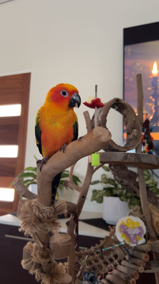 Colourful bird perched on branch in Darwin NT