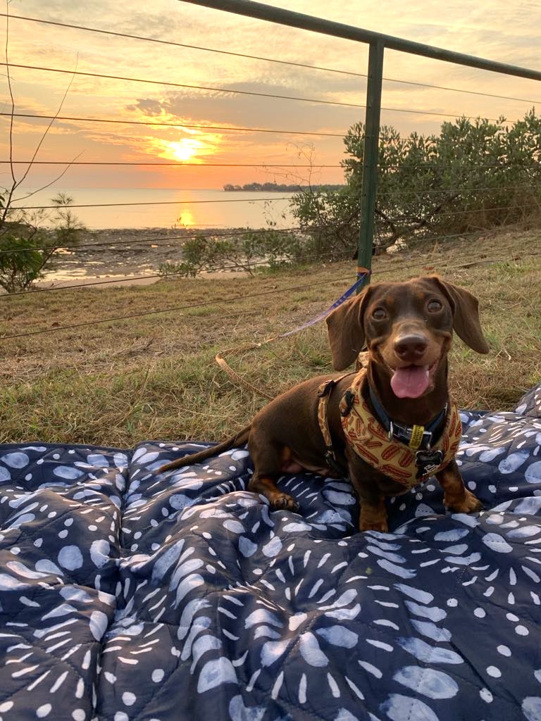 Dachshund at Nightcliff on picnic mat in Darwin NT