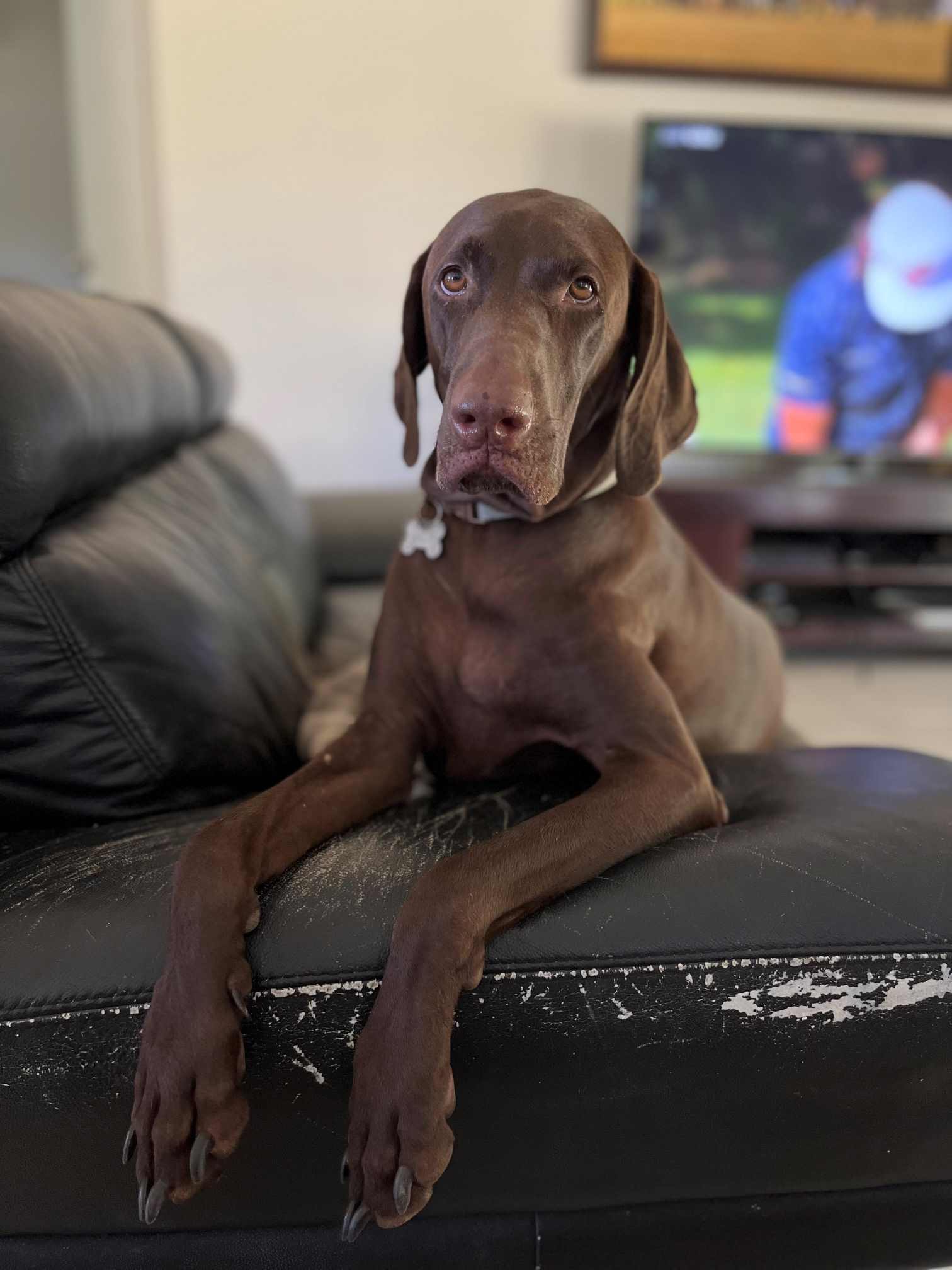 Black GSP laying on couch in Darwin NT