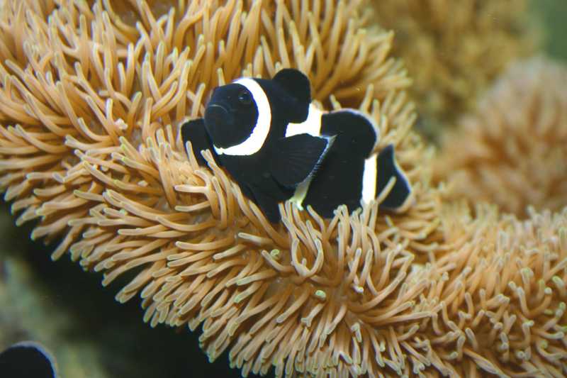 Black and white clownfish nestled in vibrant orange sea anemone.