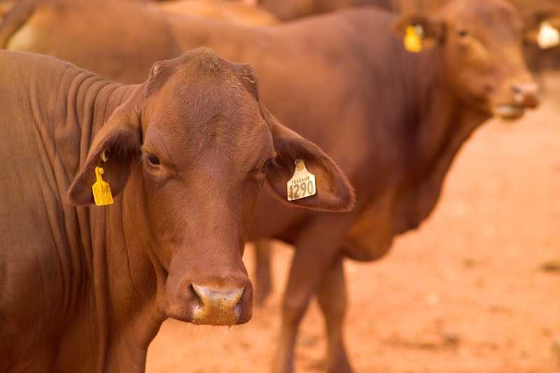 Brown cattle with ear tags standing on a farm.