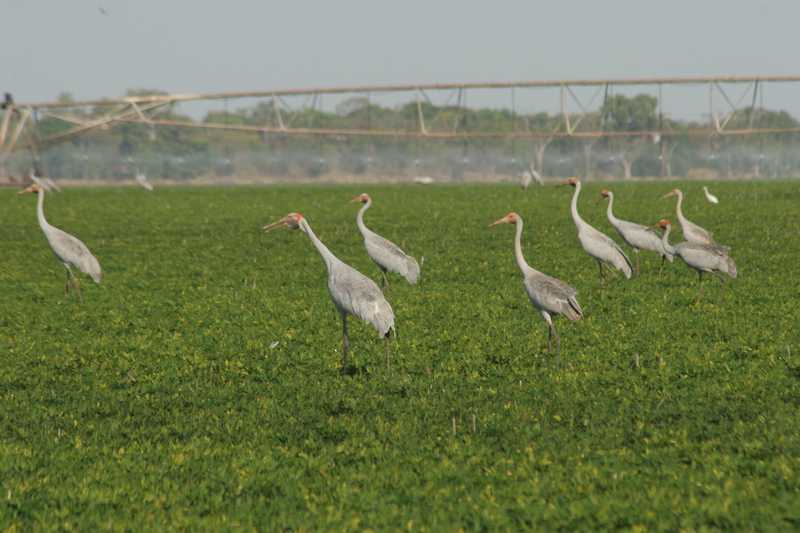Group of cranes standing in a lush green field.