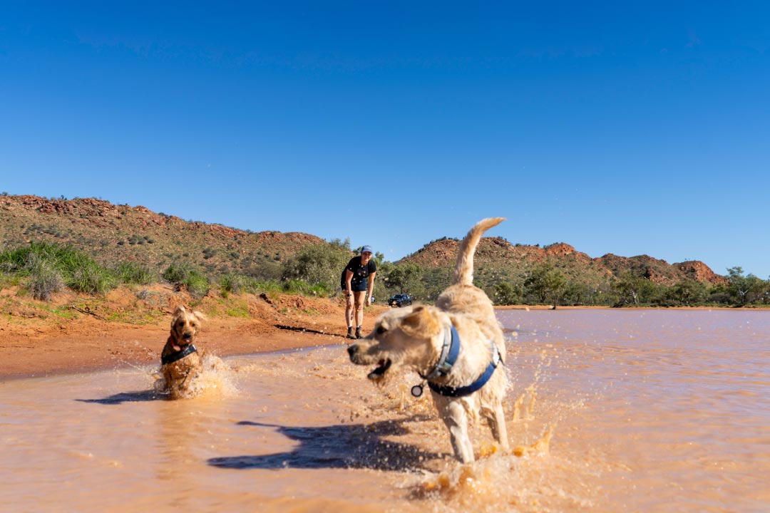 Dogs playing in water at Claypans in Alice Springs Northern Territory